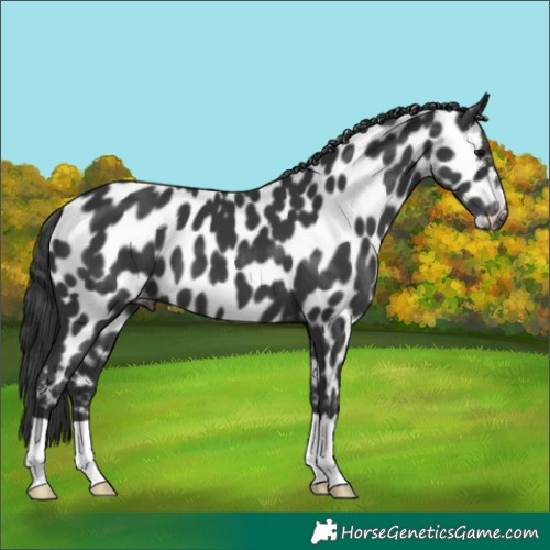 Horse Color:Black Appaloosa 