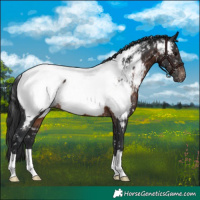 Horse Color:Brown Appaloosa
