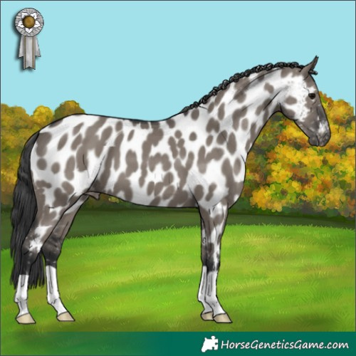 Horse Color:Grullo Near Leopard 