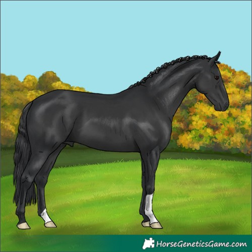 Horse Color:Black 