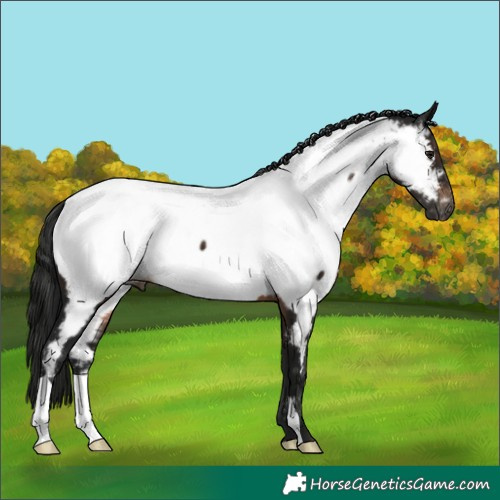 Horse Color:Gray Brown Appaloosa