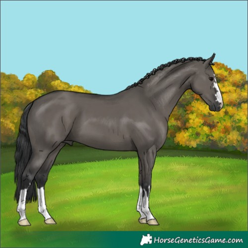 Horse Color:Grullo