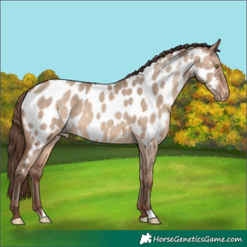 Horse Color:Sable Champagne Dun Appaloosa 