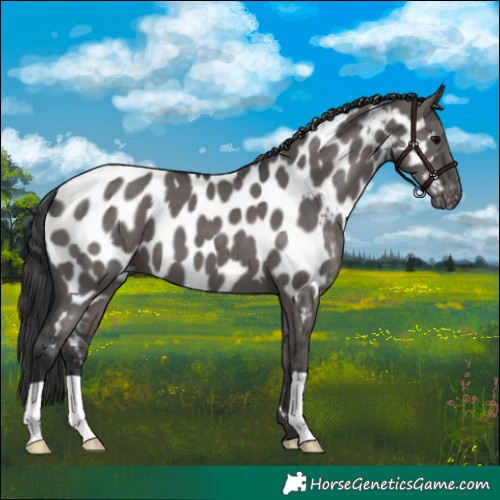 Horse Color:Grullo Appaloosa 