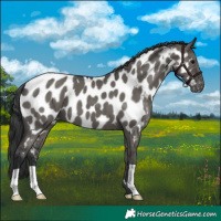Horse Color:Grullo Appaloosa 