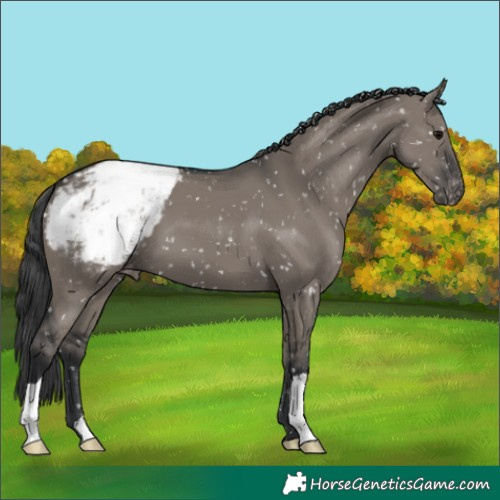 Horse Color:Grullo Appaloosa