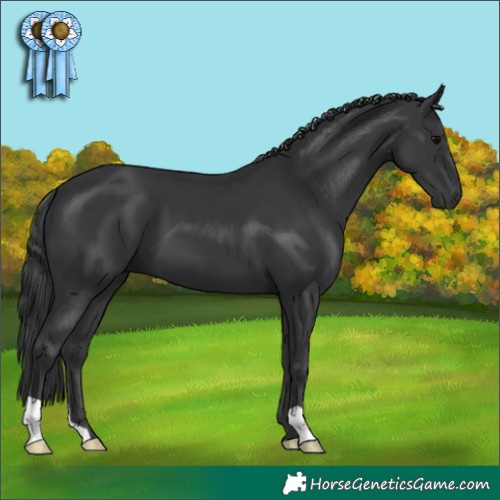 Horse Color:Black 