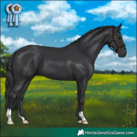 Horse Color:Black 