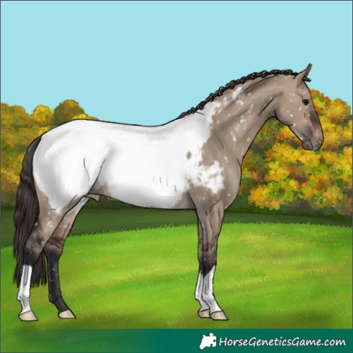 Horse Color:Brown Dun Appaloosa 