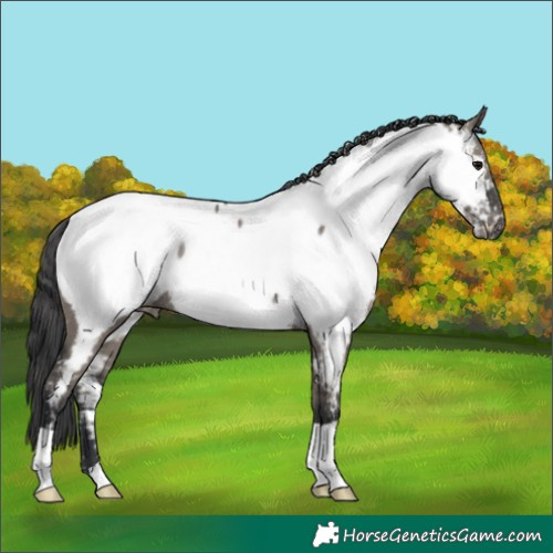 Horse Color:Grullo Near Fewspot Rabicano