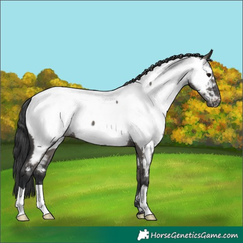 Horse Color:Grullo Near Fewspot 