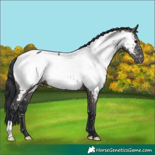 Horse Color:Grullo Appaloosa 