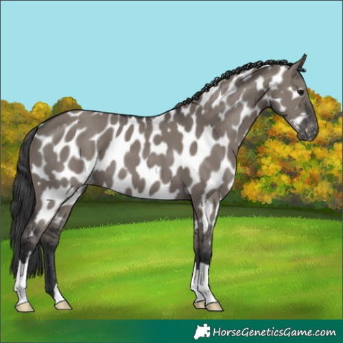 Horse Color:Grullo Near Leopard 