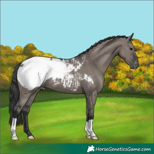 Horse Color:Grullo Near Fewspot 