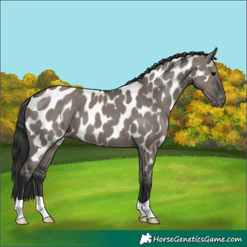 Horse Color:Grullo Near Leopard