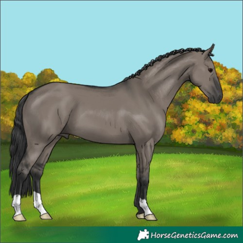 Horse Color:Grullo 