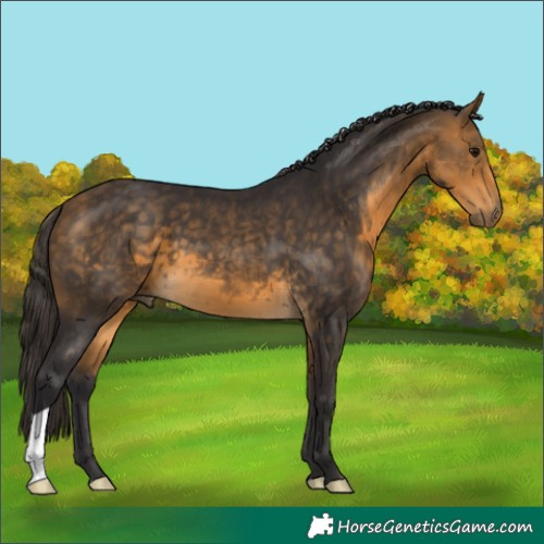 Horse Color:Buckskin