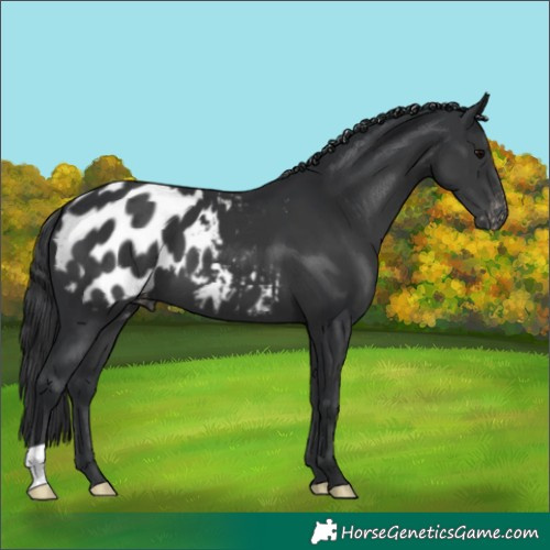Horse Color:Black Appaloosa 