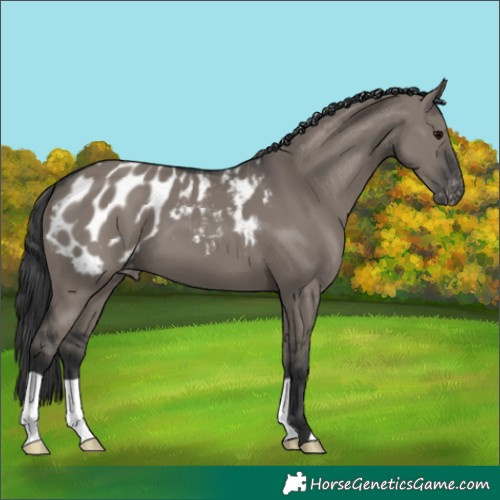 Horse Color:Grullo Appaloosa