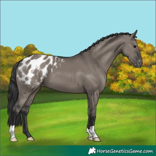 Horse Color:Grullo Blanket