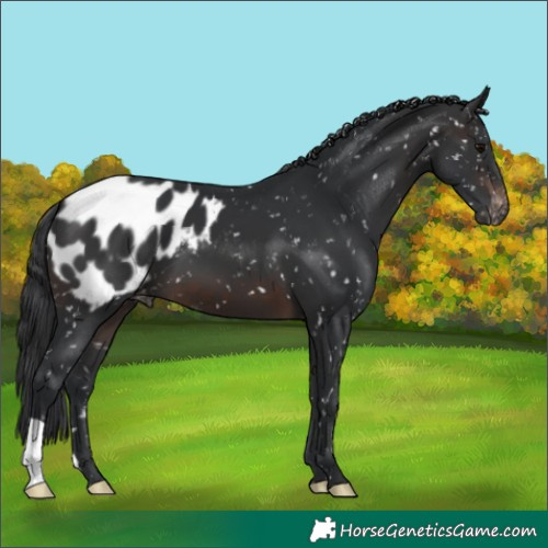 Horse Color:Brown Blanket