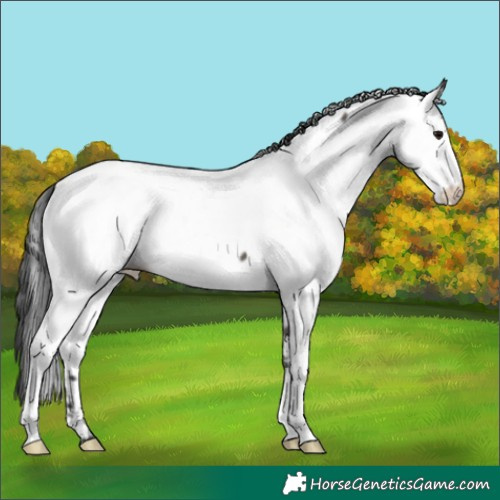 Horse Color:Grullo Appaloosa