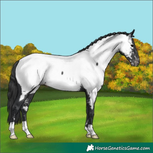 Horse Color:Black Near Fewspot 