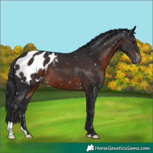 Horse Color:Brown Blanket