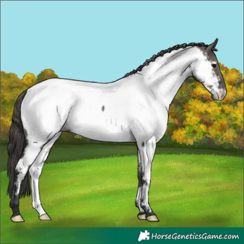 Horse Color:Grullo Near Fewspot