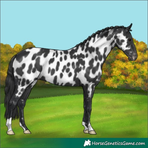 Horse Color:Black Near Leopard