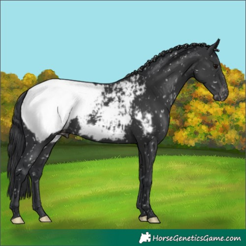 Horse Color:Black Appaloosa 
