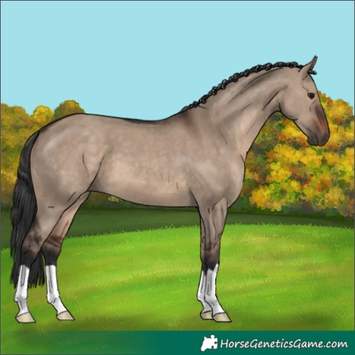 Horse Color:Brown Dun