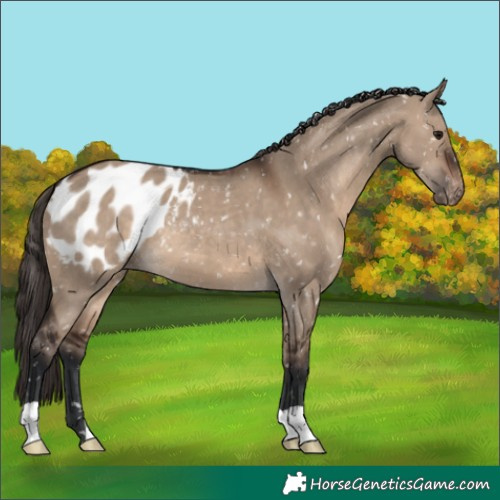 Horse Color:Brown Dun Blanket 