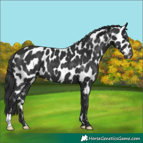 Horse Color:Black Leopard 