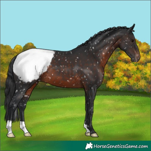 Horse Color:Brown Snowcap