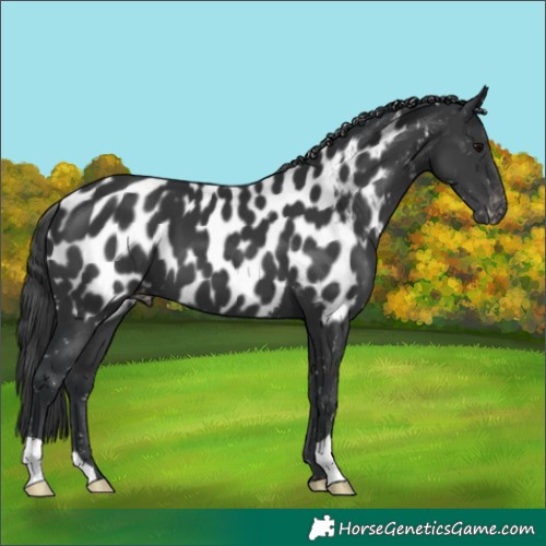 Horse Color:Black Appaloosa 