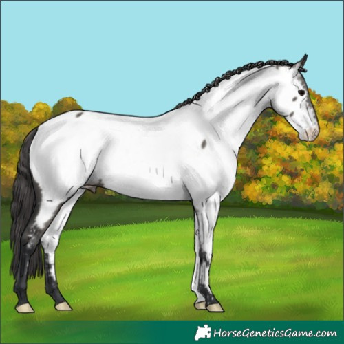 Horse Color:Grullo Appaloosa 