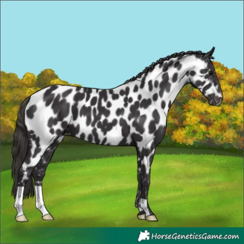 Horse Color:Smoky Black Near Leopard 