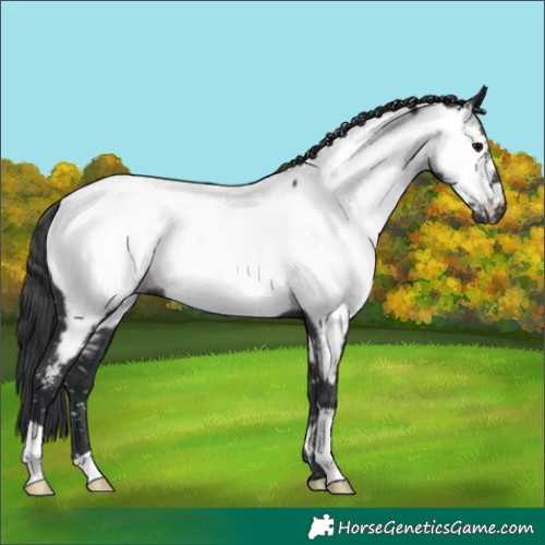 Horse Color:Black Near Fewspot Rabicano 