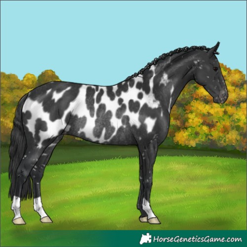 Horse Color:Black Near Leopard Rabicano 