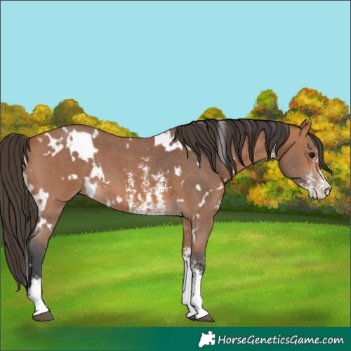 Horse Color:White Spotted Bay Sabino 