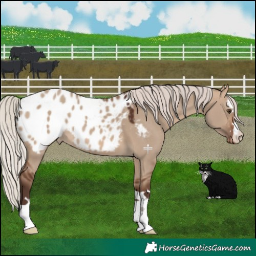 Horse Color:Silver Brown Dun Blanket 