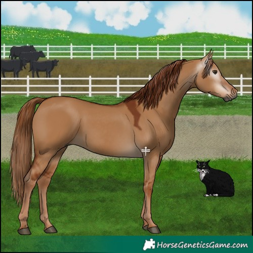 Horse Color:Gray Red Dun