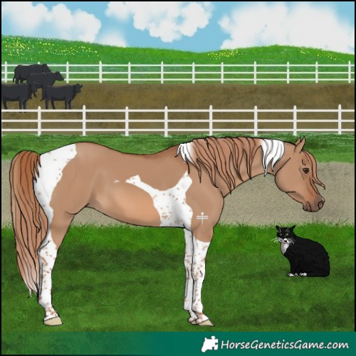Horse Color:Red Dun Tobiano 