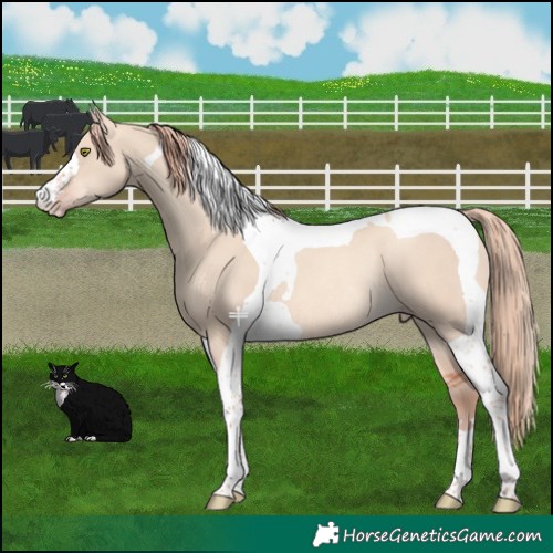 Horse Color:Gold Champagne Dun Tobiano Rabicano