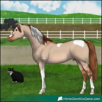 Horse Color:Red Dun Tobiano 