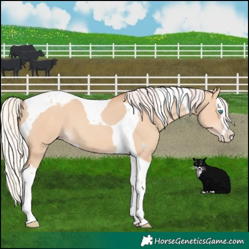 Horse Color:Silver Amber Champagne Dun Splash Tobiano 