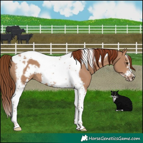 Horse Color:Red Dun Splash Tobiano Frame 