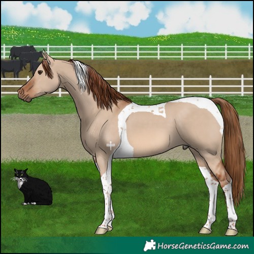 Horse Color:Red Dun Tobiano 