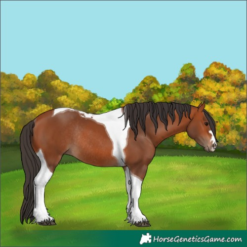 Horse Color:Bay Tobiano Rabicano 